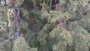 Можжевельник обыкновенный. Небольшой обзор.