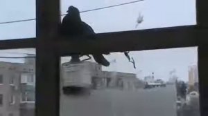 Голуби у кормушки на балконе