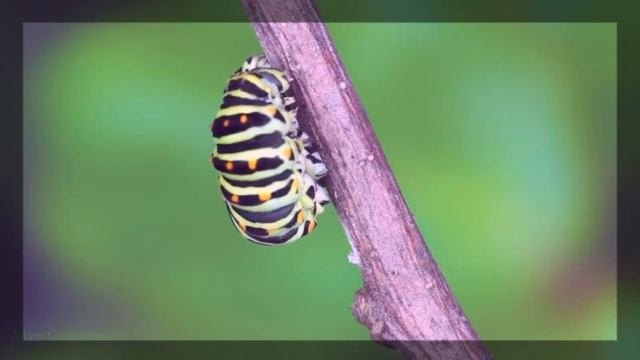 Жизненный цикл бабочки Махаон ускоренный смотреть онлайн