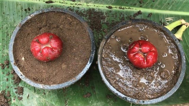 Best Techniques for Growing Java Apple Tree from Java Apple Fruit смотреть онлайн