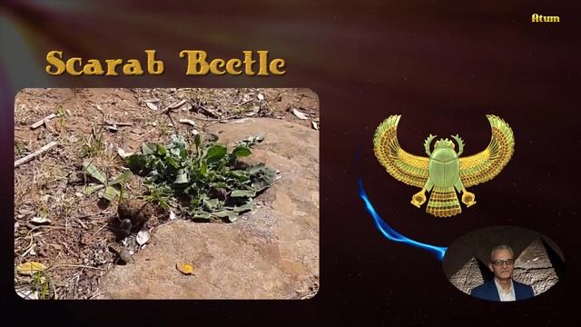 Scarab Beetle | Meanings of Ancient Egyptian Sacred Symbols explained by Milad Sidky смотреть онлайн