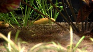 Индийский папоротник (Ceratopteris thalictroides)