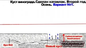 ? Не корчуйте эти кусты. Как омолодить старый куст винограда. Школа виноградаря. Катавлак. Часть №1