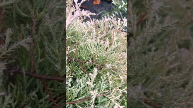 ТУЯ ЗАПАДНАЯ “RHEINGOLD” ОСЕНЬЮ смотреть онлайн