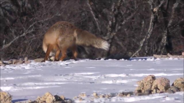 ОСТОРОЖНО ЛИСЫ ! ЧУДОМ УШЕЛ..... смотреть онлайн