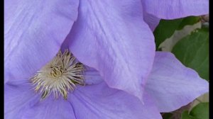 Clematis (4) 2023