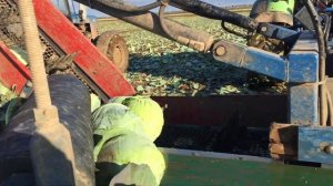 Уборка капусты комбайном Аза-Лифт