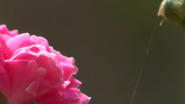 Sony HDR-CX200E Video Test. смотреть онлайн