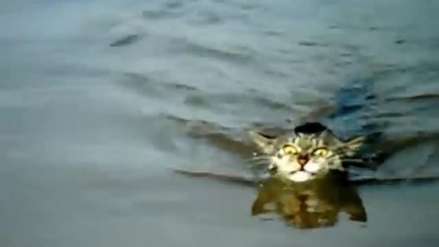 Кот в воде в глазах ужас смотреть онлайн