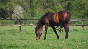 Лезгин Белаш -  Коник мой коник