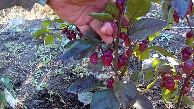 Fidalgo Roxa. Сорт острого перца смотреть онлайн