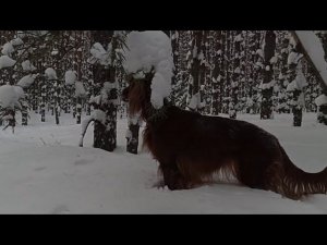 Барские болота