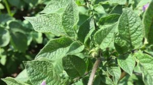 Картофель Сарпо Голубой Дунай(Potato Sarpo Blue Danube)