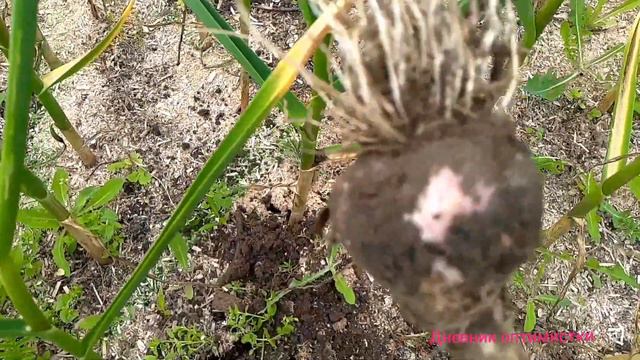 ПОРА ЧЕСНОК УБИРАТЬ ЗИМНИЙ #дневникоптимистки #чеснок #дачасадогород
