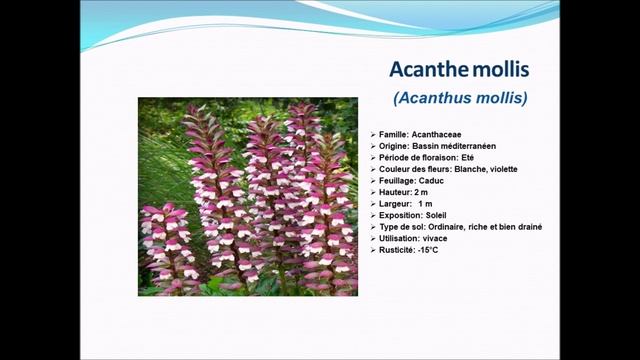 Fiche technique: Acanthe mollis (Acanthus mollis) plante vivace смотреть онлайн