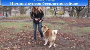 Трюковая дрессировка  акиты -  обучение щенка.
