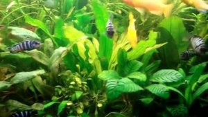 Аквариум 300 л. Цихлиды и растения.