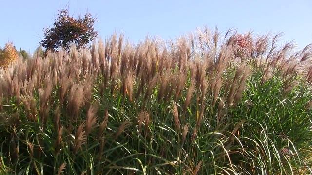 Miscanthus sinensis 'Rotsilber' смотреть онлайн