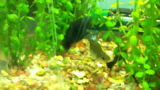 Беременная черная моллинезия смотреть онлайн