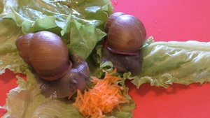 Улитки. Чем питаются улитки? Видео. What to eat snails?