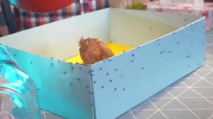 РЕАКЦИЯ на ЦЫПЛЕНОК РЭМБО ПРОТИВ 100 МУХ