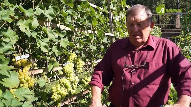 Выращивание винограда в Сибири. Посадка. Рекомендации опытного виноградаря Анатолия Сидоровича