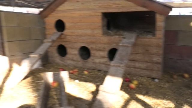 В гостях у Павлинов, Кур, Фазанов и Кроликов! Visiting Peacocks, Chickens, Pheasants and Rabbits смотреть онлайн