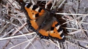 бабочка крапивница