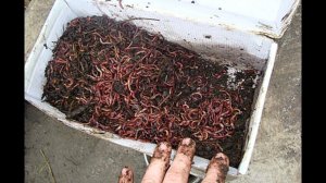 Увеличьте этим способом количество червей на огороде для невероятно плодородной земли!