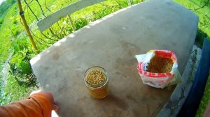 КВАС ИЗ ОВСА-1часть. ОВЁСНЫЙ КВАС. KVASS FROM OATS-1