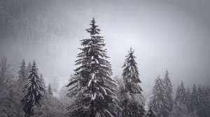 Снегопад в лесу.mp4