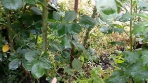 Розы. Второе цветение. Роза Голштейн Перл .Обрезка чайногибридных роз в конце лета.