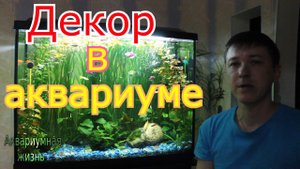 Рыбки, растения, декор в моем аквариуме