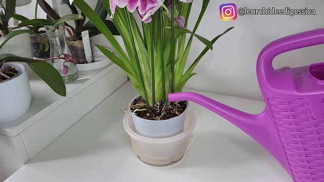 Orchidea profumata: Miltoniopsis! #miltoniopsis #orchidee #orchidea #orchid