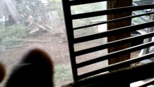 Отзыв о Цифокс. Как действует препарат