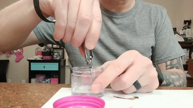 Propagation of my Drosera Capensis Sundew смотреть онлайн