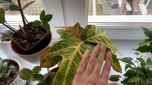 Моя коллекция растений ?❤️ обзор