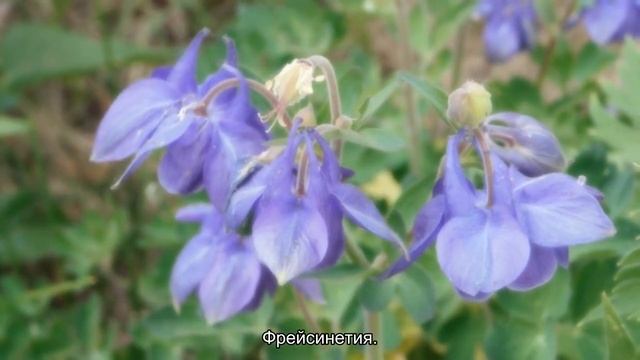 Дачные тропики: 3 экзотических растения для вашего участка смотреть онлайн