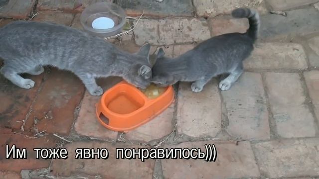 Котята  Пёс и гороховый суп...  Kittens a dog and pea soup.