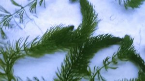 Аквариумные растения.Роголистник -уход,содержание //Hornwort in the aquarium-maintenance and care./