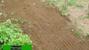 прополка ручным культиватором