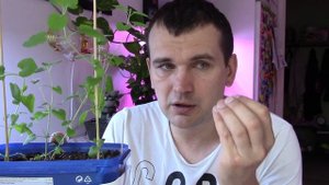 Мята перечная из семян на подоконнике.