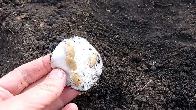 КАБАЧКИ БУДЕТЕ СОБИРАТЬ ПРИЦЕПАМИ!ПОСАДИТЕ ИХ В ТРУБУ!#кабачки#кабачкипосадка#кабачкив#маманаучила# смотреть онлайн