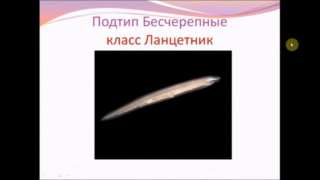 Тип Хордовые.Урок биологии. смотреть онлайн