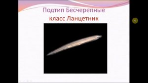 Тип Хордовые.Урок биологии.