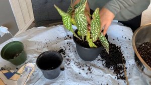 Repotting "My Special Angel" Begonia (Fibrous Hybrid)