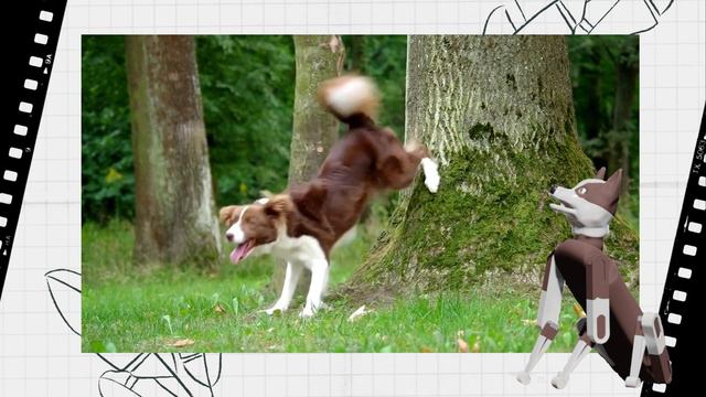 Бордер-колли - самая классная порода! смотреть онлайн