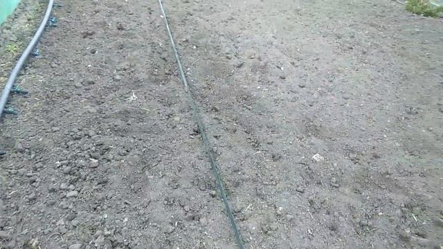 Посадка малины.Малина ПОЛЬКА смотреть онлайн