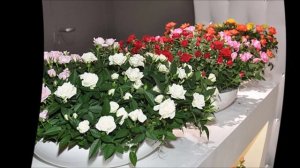 Роза уход.Роза в горшке уход