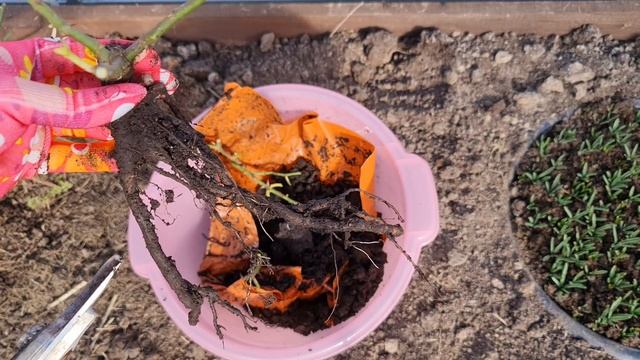 Купили розы, а сажать рано. Что нужно сделать и как сохранить до посадки